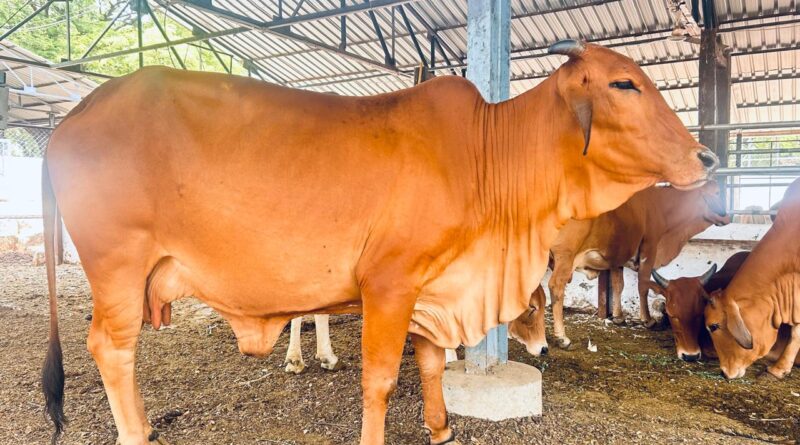 Sahiwal Cow Conservation Project approved in College of Agriculture, Mahatma Phule Agricultural University