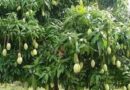 A record auction of 3 lakh 58 thousand rupees of mangoes from the orchard of "Bamu" University