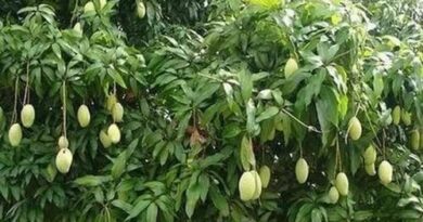 A record auction of 3 lakh 58 thousand rupees of mangoes from the orchard of "Bamu" University