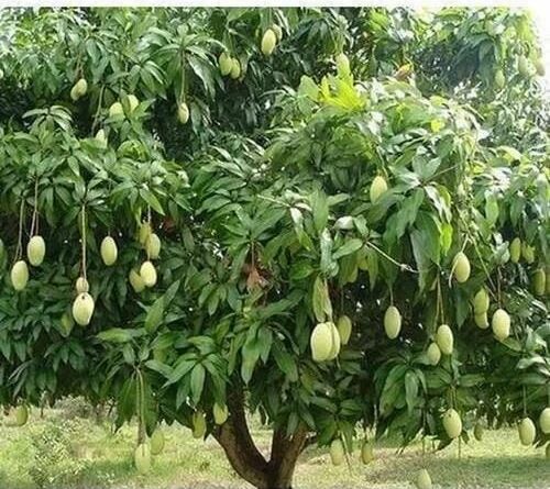A record auction of 3 lakh 58 thousand rupees of mangoes from the orchard of "Bamu" University