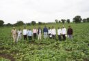 Chancellor Dr. Prashant Kumar Patil visited the seed production area of ​​Mahatma Phule Agricultural University