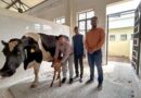 Female Sahiwal Calf Born Through Embryo Transfer at FVAS, Banaras Hindu University BHU