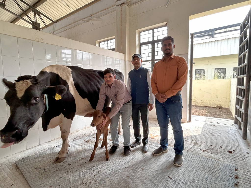 Female Sahiwal Calf Born Through Embryo Transfer at FVAS, Banaras Hindu University BHU 