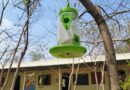 World Sparrow Day celebrated at Rajiv Gandhi Junior College