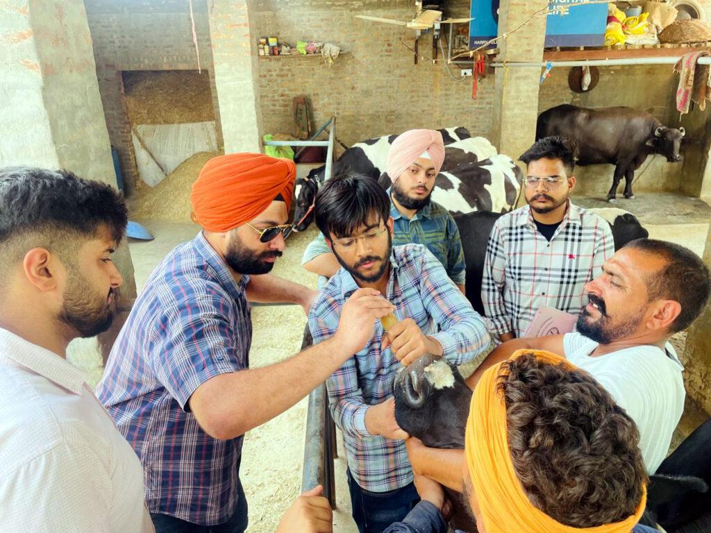 Vet Varsity Organizes Oral Magnet Therapy Camp to Prevent Deadly Livestock Diseases
