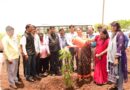 VC Dr. Prakash Mahanwar planted trees at Solapur University on his birthday