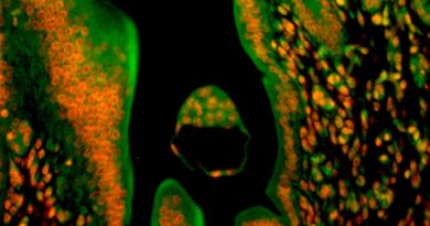 Indian scientists discover key genetic switch that enables pregnancy