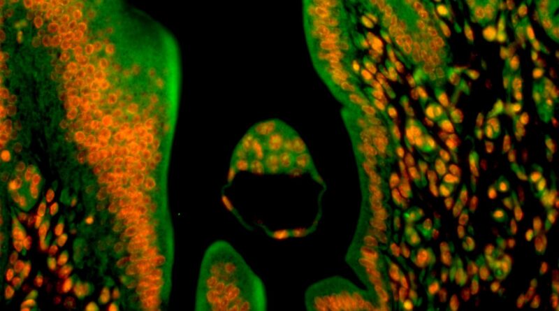 Indian scientists discover key genetic switch that enables pregnancy