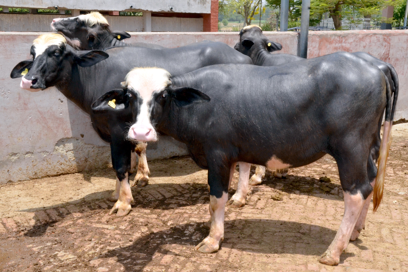 Right Winter Management of Livestock Essential for Better Health and Productivity - Dr. Yashpal Singh