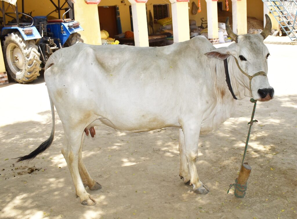Rohilkhandi and Vrindavani cow breeds have been registered by IVRI