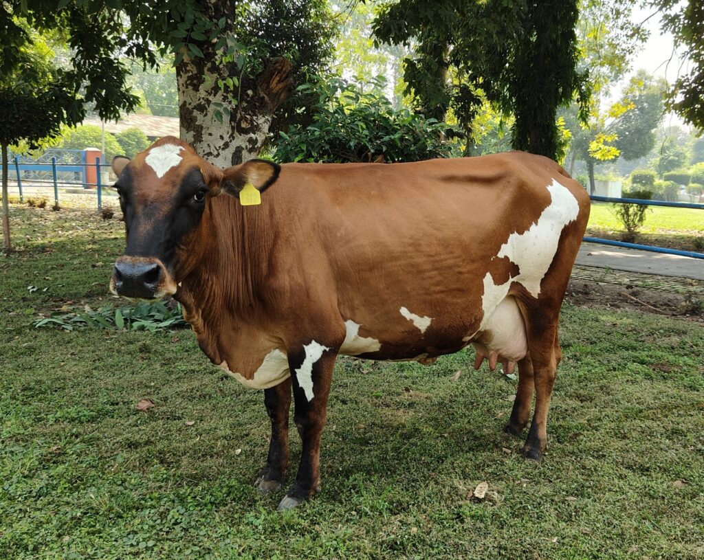 Rohilkhandi and Vrindavani cow breeds have been registered by IVRI