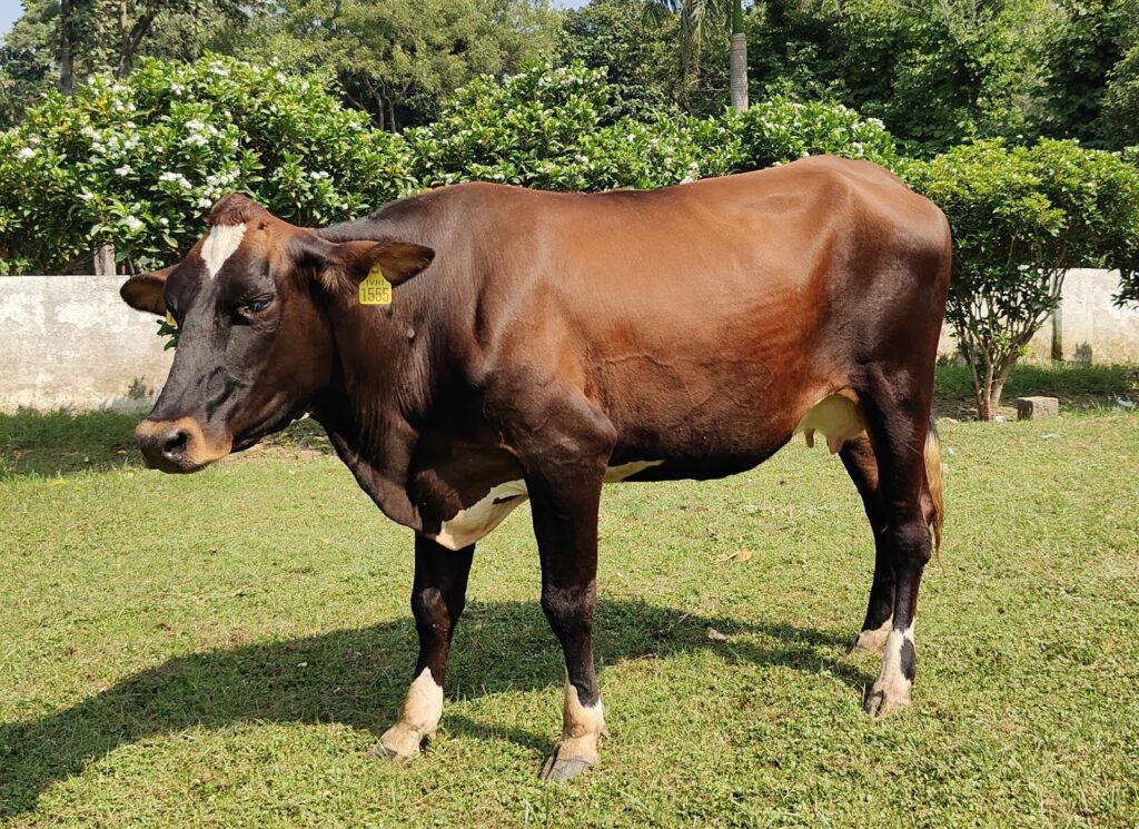Rohilkhandi and Vrindavani cow breeds have been registered by IVRI