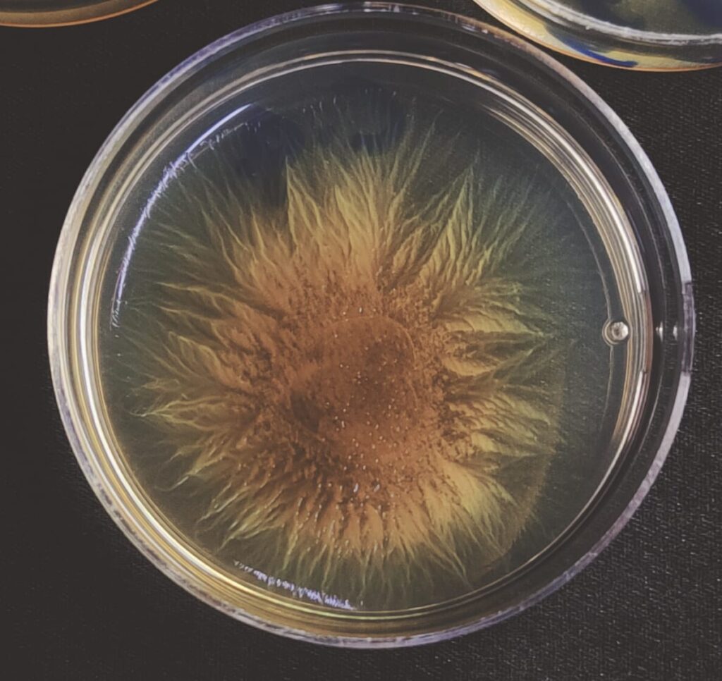 Population Bottlenecks Shape the Evolution of Cooperation in Bacterial Societies - IISc Study