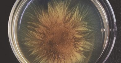 Population Bottlenecks Shape the Evolution of Cooperation in Bacterial Societies - IISc Study