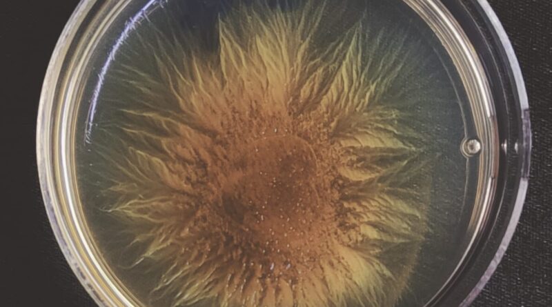 Population Bottlenecks Shape the Evolution of Cooperation in Bacterial Societies - IISc Study